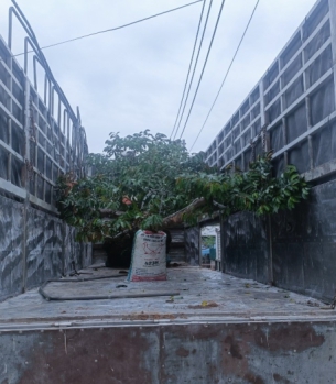 CÂY VÚ SỮA CÔNG TRÌNH