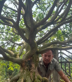 VƯỜN MAI TẾT TRÀ VINH