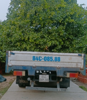 MAI TẾT- MUA BÁN CHĂM SÓC MAI TẾT TRÀ VINH