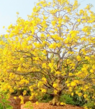 MAI VÀNG TÁN CAO, RỘNG