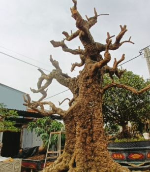 KHẾ CỔ THỤ