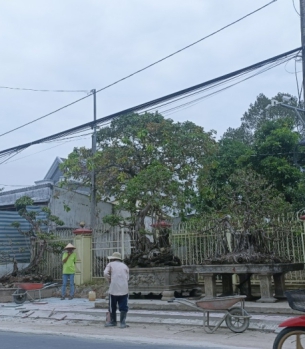 CÂY ME ĐẠI THỤ