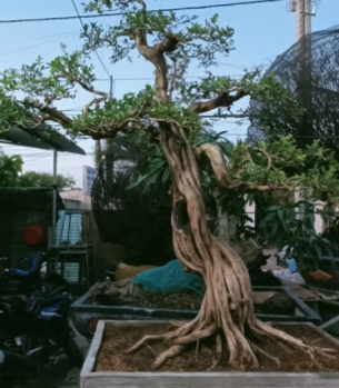 CÂY CẢNH ĐẸP TRÀ VINH