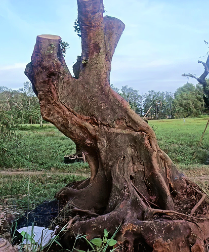 MUA BÁN  CÂY CÔNG TRÌNH  TRÀ VINH