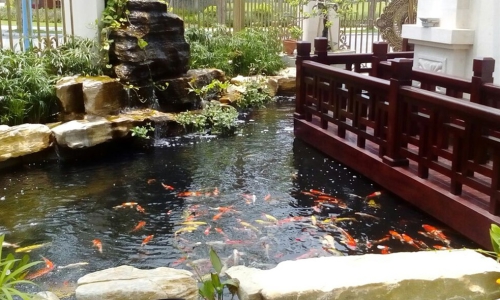 THIẾT KẾ THI CÔNG HỒ CÁ CẢNH