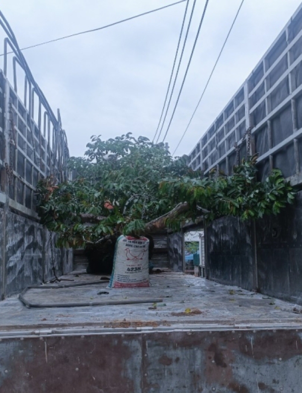 CÂY VÚ SỮA CÔNG TRÌNH