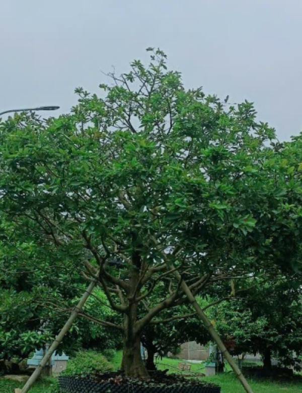 MAI VÀNG CỔ THỤ