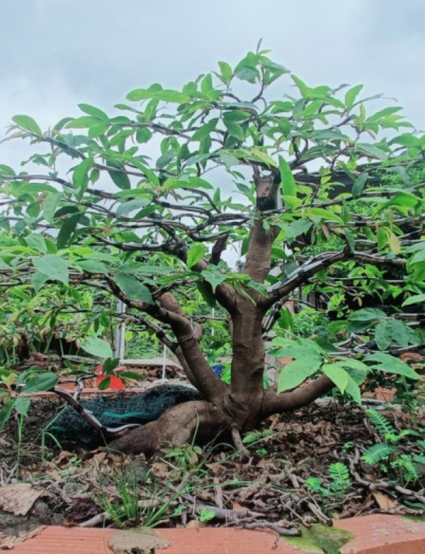 MAI VÀNG BONSAI