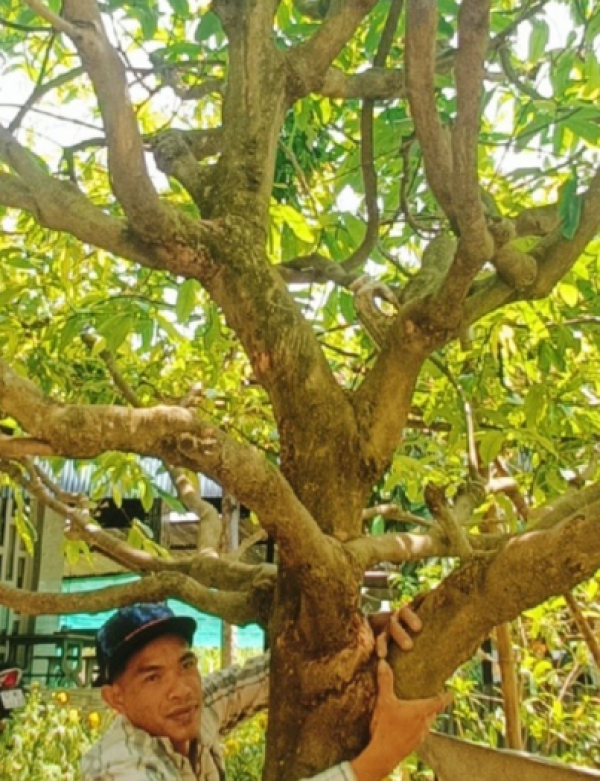 MAI VÀNG ĐẠI THỤ TẠI TRÀ VINH