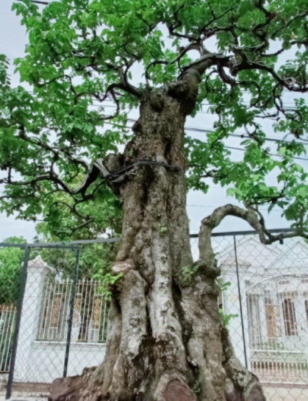 CÂY KIỂNG ĐẠI THỤ - CÂY KIỂNG TRÀ VINH