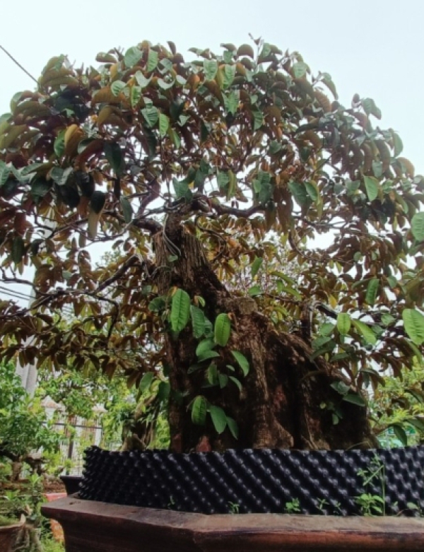 VÚ SỮA BONSAI - CÂY KIỂNG ĐẸP TRÀ VINH