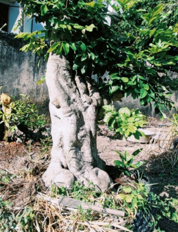 CUNG CẤP THI CÔNG CÂY CẢNH TẠI TRÀ VINH