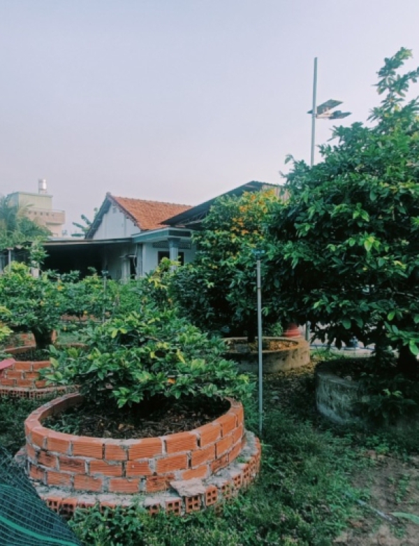 VƯỜN MAI VÀNG TẠI BÌNH DƯƠNG