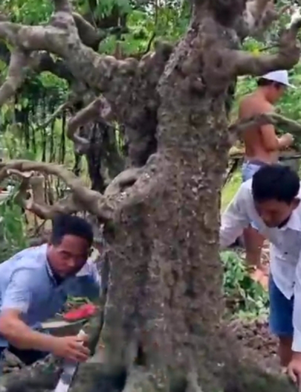 KHẾ CỔ THỤ