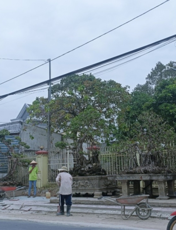CÂY ME ĐẠI THỤ
