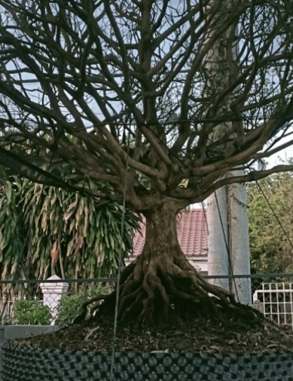 BÁN MAI TẾT 2024