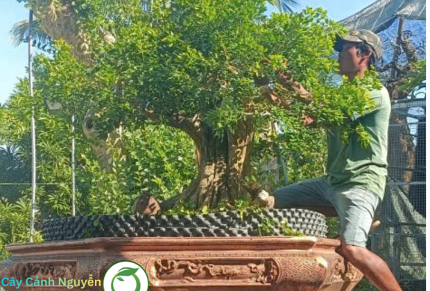 Cây Cảnh Vĩnh Long – Trà Vinh | Vườn Cây Nguyễn Dũng Uy Tín