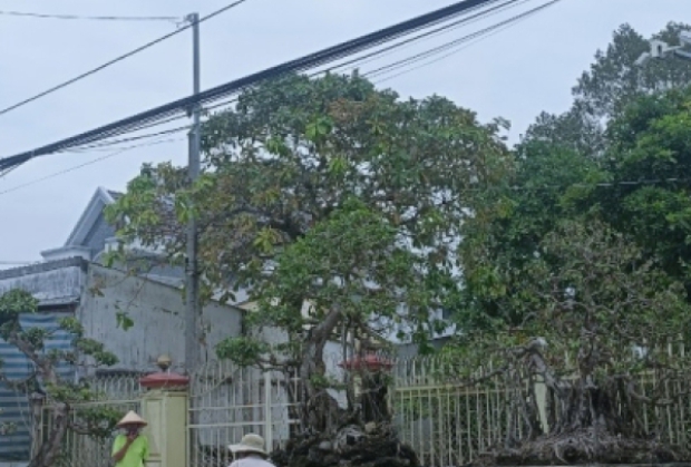 Cây Cảnh Nguyễn Dũng Vĩnh Long – Điểm Đến Uy Tín Cho Người Yêu Cây Kiểng Miền Tây